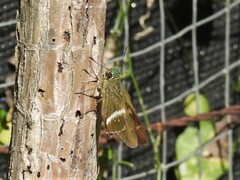 Oxynthes corusca