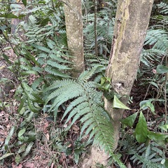 Microlepia krameri