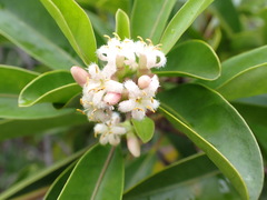 Coelospermum nomac