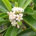 Coelospermum nomac - Photo (c) jacquesbor, μερικά δικαιώματα διατηρούνται (CC BY-NC)