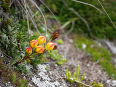 Gentianella hirculus