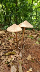 Macrolepiota capelariae