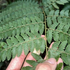 Microlepia krameri