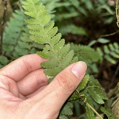 Microlepia krameri