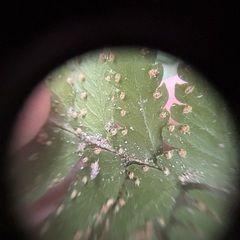 Microlepia krameri