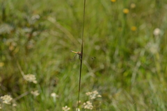 Trithemis dorsalis