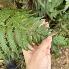 Microlepia krameri