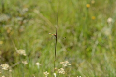 Trithemis dorsalis