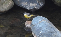 Motacilla cinerea