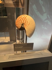 Nautilus pompilius