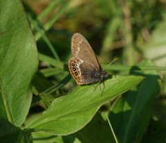 Coenonympha hero