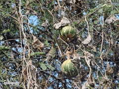 Cucurbita argyrosperma