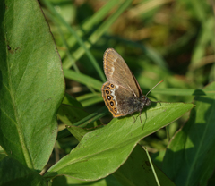 Coenonympha hero