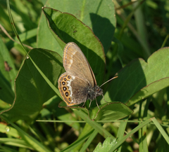 Coenonympha hero