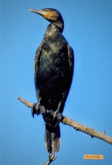 Phalacrocorax fuscicollis