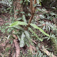 Arthropteris palisotii