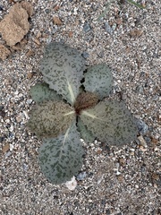 Atrichoseris platyphylla