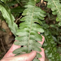 Arthropteris palisotii