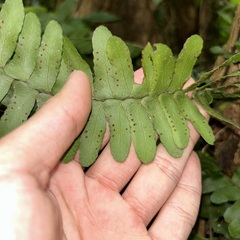 Arthropteris palisotii