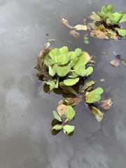 Pistia stratiotes