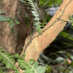 Arthropteris palisotii