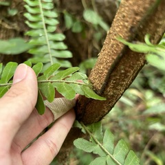 Arthropteris palisotii