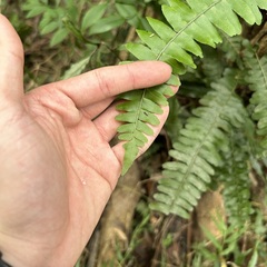 Arthropteris palisotii