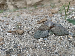 Atrichoseris platyphylla