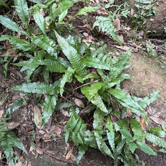 Leptochilus hemionitideus