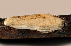 Polyschismium perforatum