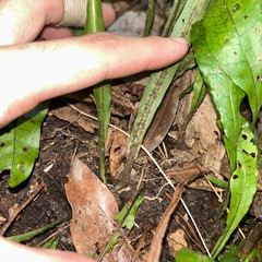 Leptochilus hemionitideus
