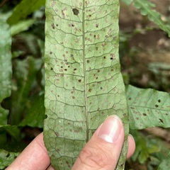 Leptochilus hemionitideus