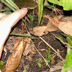 Leptochilus hemionitideus