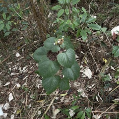 Clerodendrum canescens