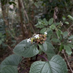 Clerodendrum canescens