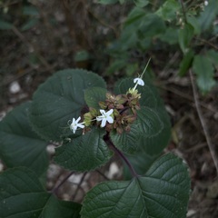 Clerodendrum canescens