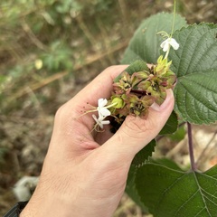 Clerodendrum canescens