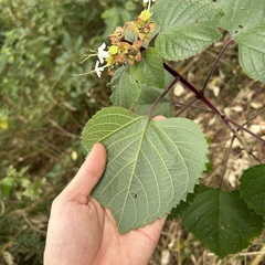 Clerodendrum canescens