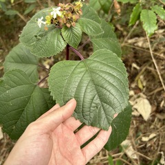 Clerodendrum canescens