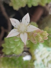 Sedum potosinum