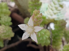 Sedum potosinum