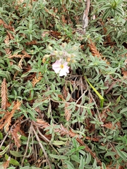 Cistus × skanbergii