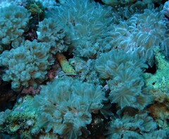 Calotomus viridescens