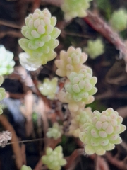Sedum potosinum