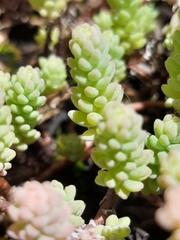 Sedum potosinum