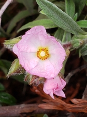 Cistus × skanbergii