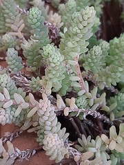 Sedum potosinum