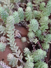 Sedum potosinum