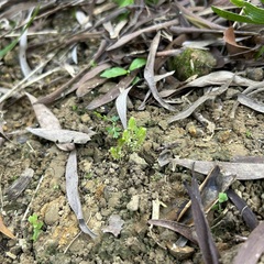 Selaginella ciliaris