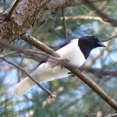 Cyanocorax cristatellus